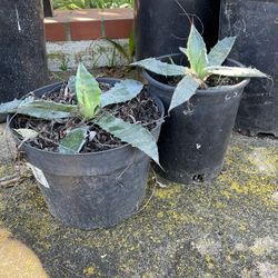 (2) Succulents In 1 Gallon Containers. 