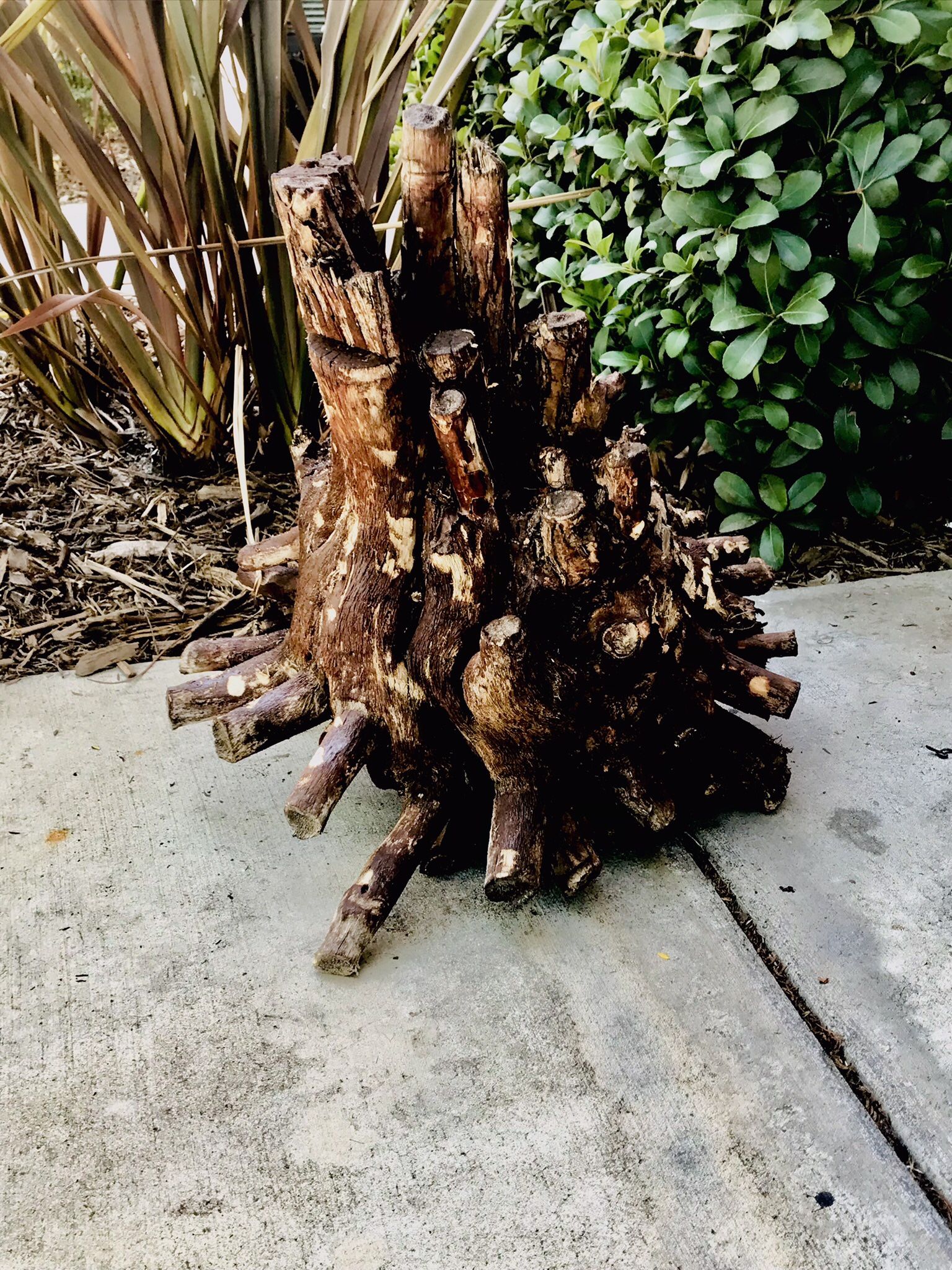 Petrified Tree Stump And Root’s