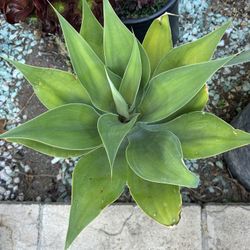 Blue Agave 