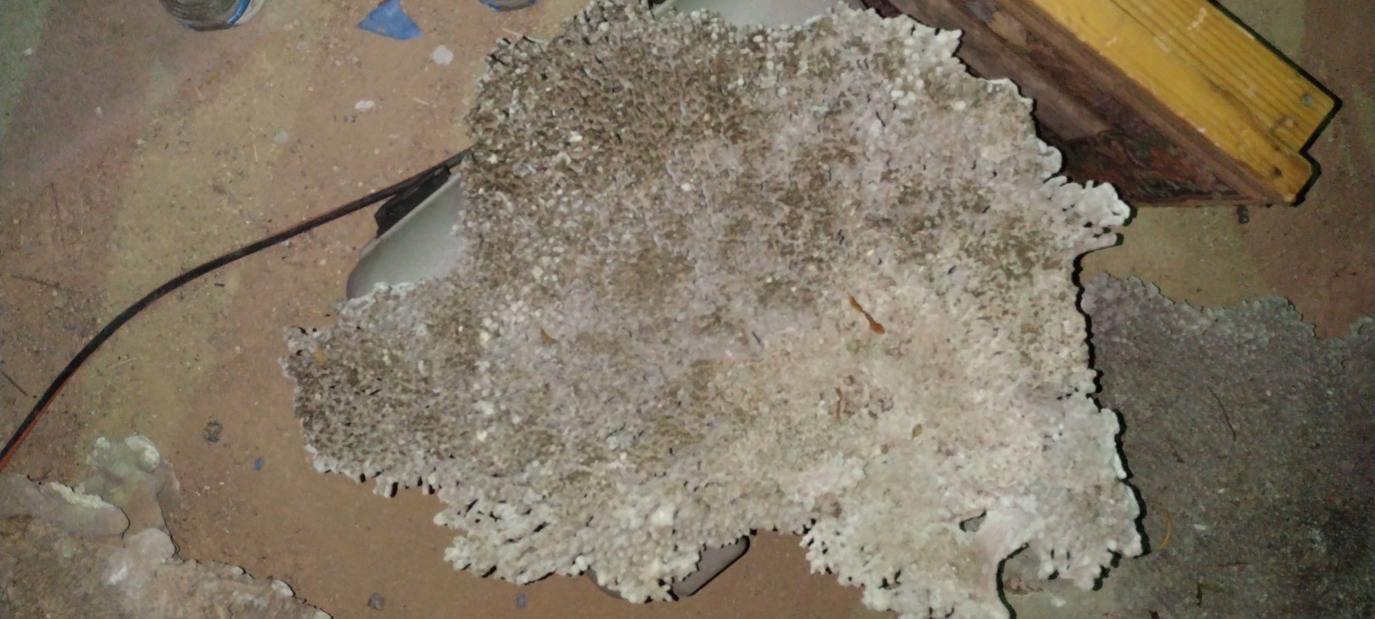 there are three of these gigantic drug type looking coral