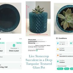 Live Stonecrop Succulent in a Deep Turquoise Textured Glass Pot 