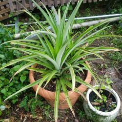 Pineapple Plant.  Pot Not Included 