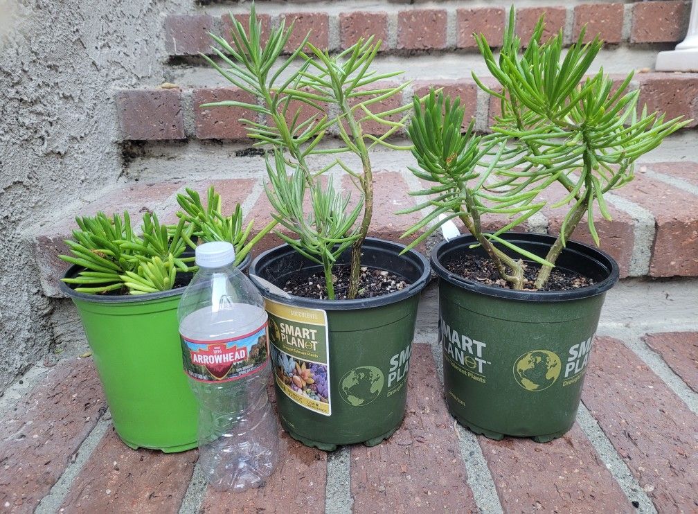 Cactus Plant In A 1-gal Nursery Pot