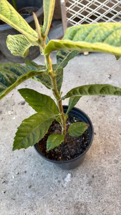 Planta de níspero