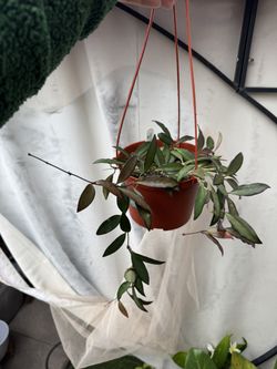 Hoya Rosita - 6” Pot - Rooted In Soil Hanging Basket