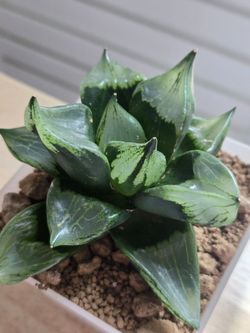 Haworthia rare huge