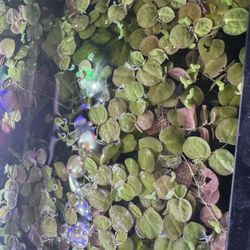 Red Root Floater - Aquarium Plant 