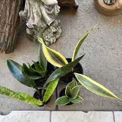 Snake Plant Bundle