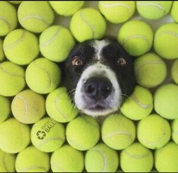 40 Tennis Balls 🎾
