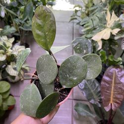 3” Hoya Obovata 