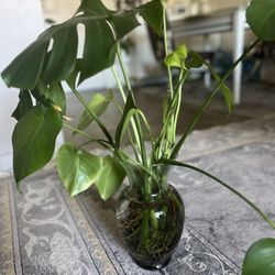 Indoor Plant ,Monster Plant