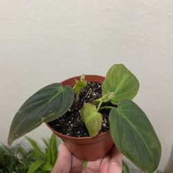 Philodendron Mican plant 🌱.2 rooted , 4 inches, $10 each