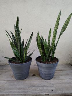 Plant and pots