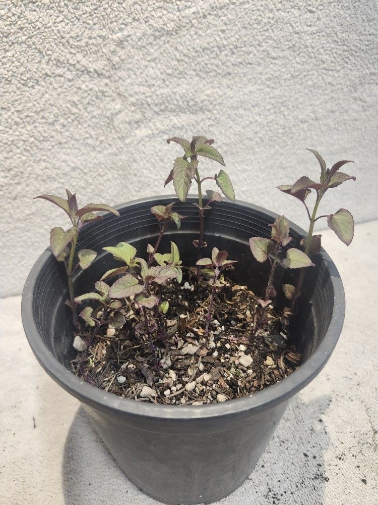 Monarda Fistolusa, Bebalm