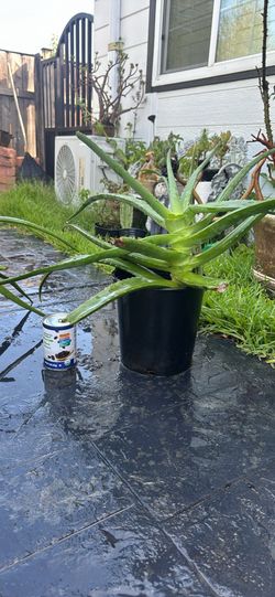 Aloe Vera plant (huge)