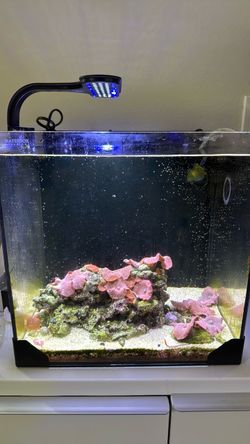 Waterbox 10 Gallon Saltwater Aquarium!