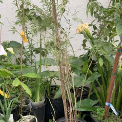 Organic Large Fruiting Thornless Goji Berry Live Plant 5 Gallon Pot  Cash Only  Location: located close to Shell gas station 1601 North Capitol Ave, S