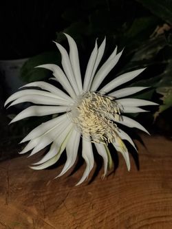 Epiphyllum strictum clippings. Small sizes are $10