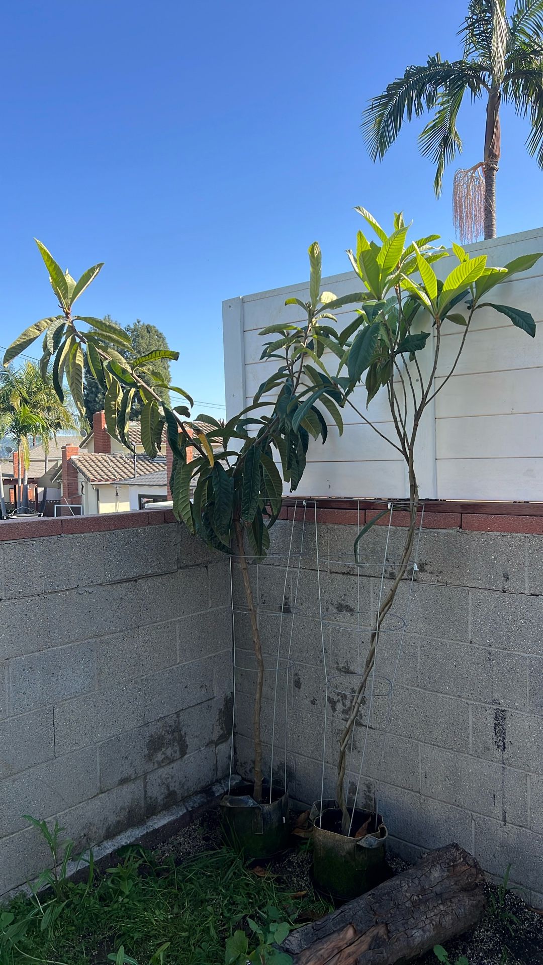 Loquat Tree ( New World Tree )