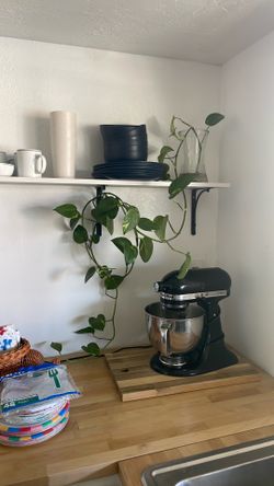 Pothos house plant