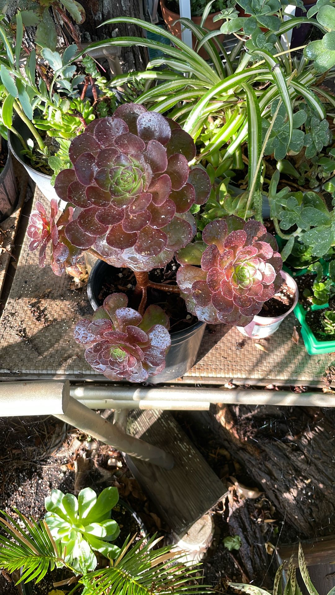 Beautiful Flower Rose