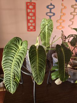Anthurium Vetchii LRG (King Anthurium) from Thailand