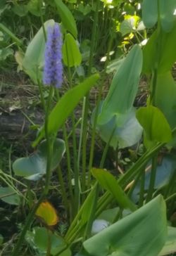 Pond Plants Pickeral Rush and Parrots Feather