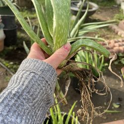 Aloe Vera Plants 