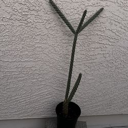 Cactus 31 inch tall