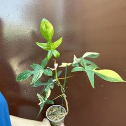 Philodendron Florida Beauty