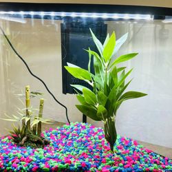 Corner Aquarium 