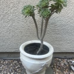 Pot With Succulents 