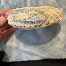 Almost Extinct Anolone Shell