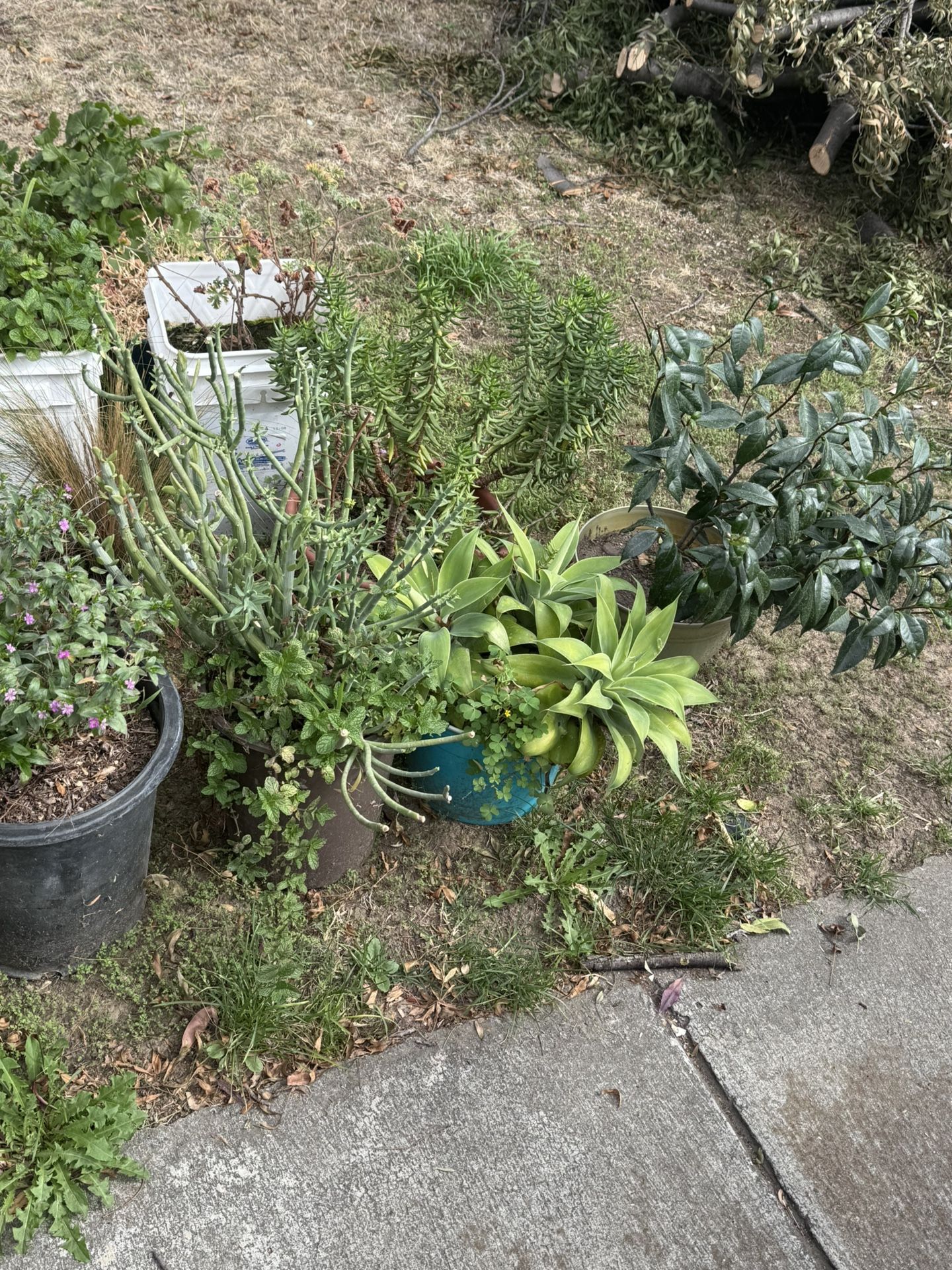 plants for sale