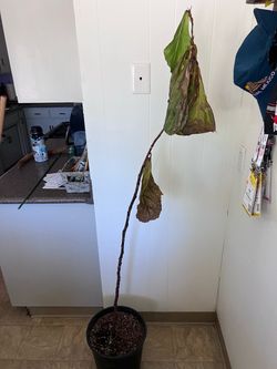 Free Fiddle-leaf fig tree