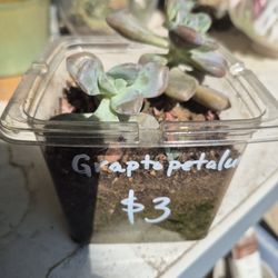 Graptopetalum Succulent $3