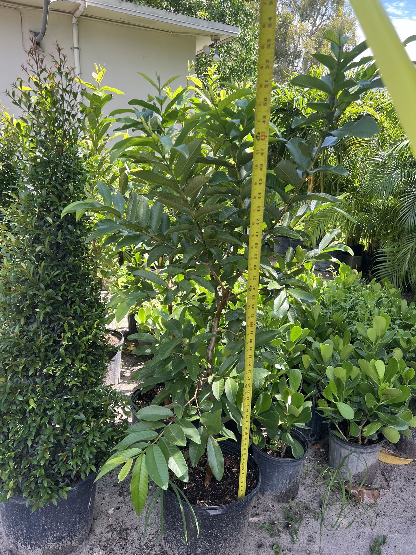 Pink Guava Grafted ( With Fruit) In 7 gls Pot. SPECIAL PRICE 🤩