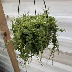 String Of Turtles Plants 