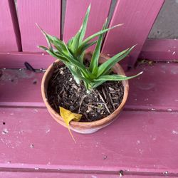 Succulent Plant (Sábila)