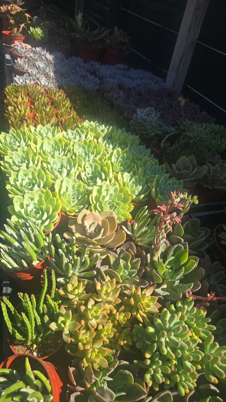 Echeverias & Succulent