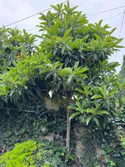 Loquat Tree 12 ft tall