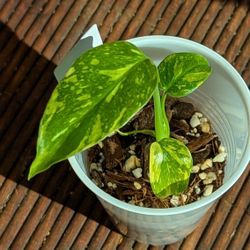 Monstera Electrolyte Seedling