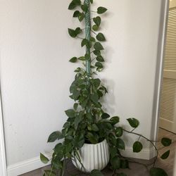 Beautiful Plant With White Ceramic Planter 