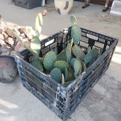 A Crate Of Cacti-all Groing With No Soil
