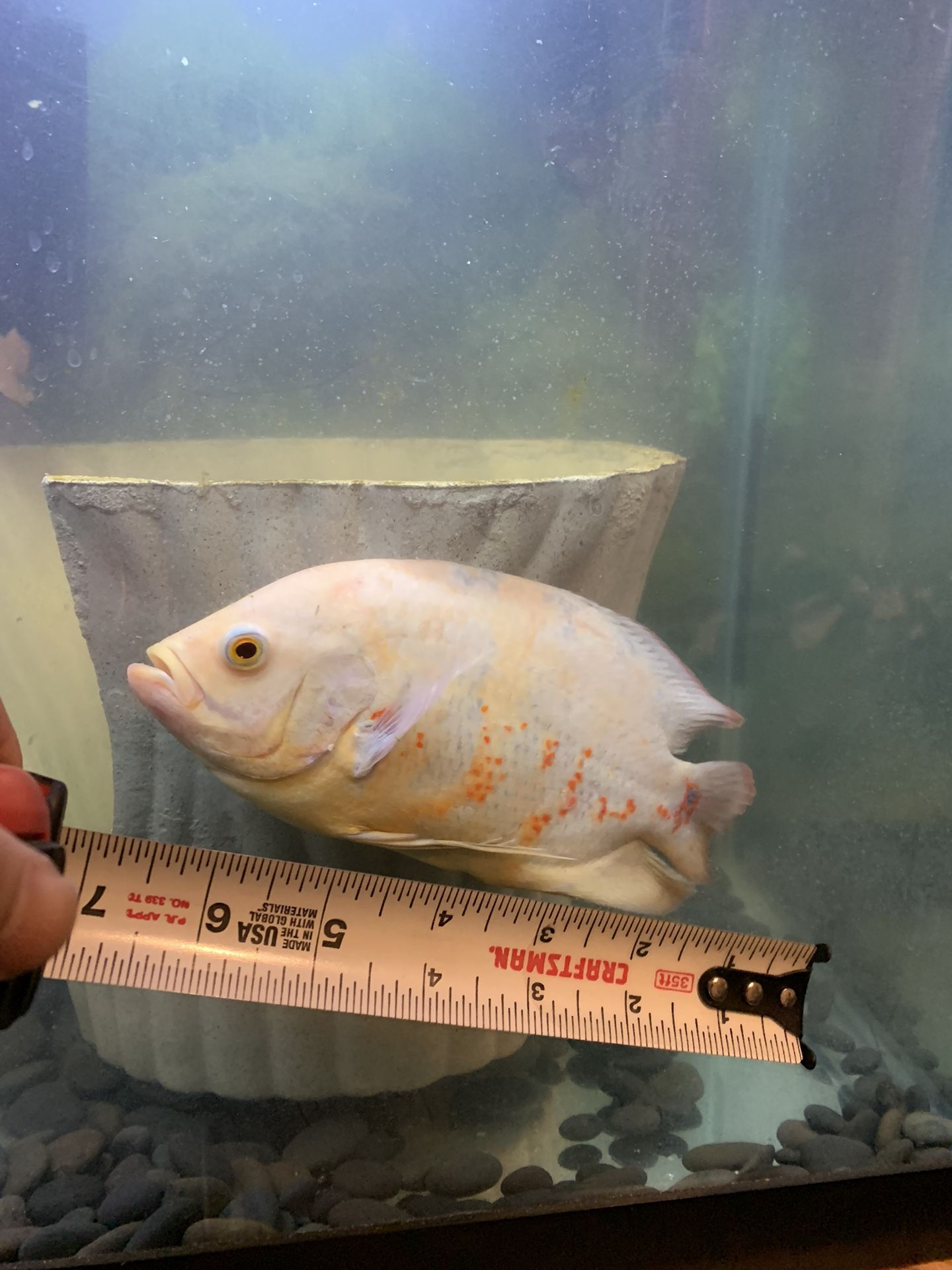 Free Oscar Fish