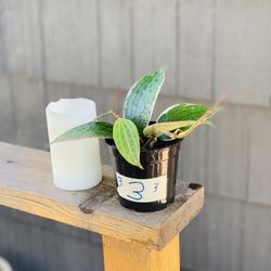 Live indoor Hoya Macrophylla plant in a plastic planter pot—firm price