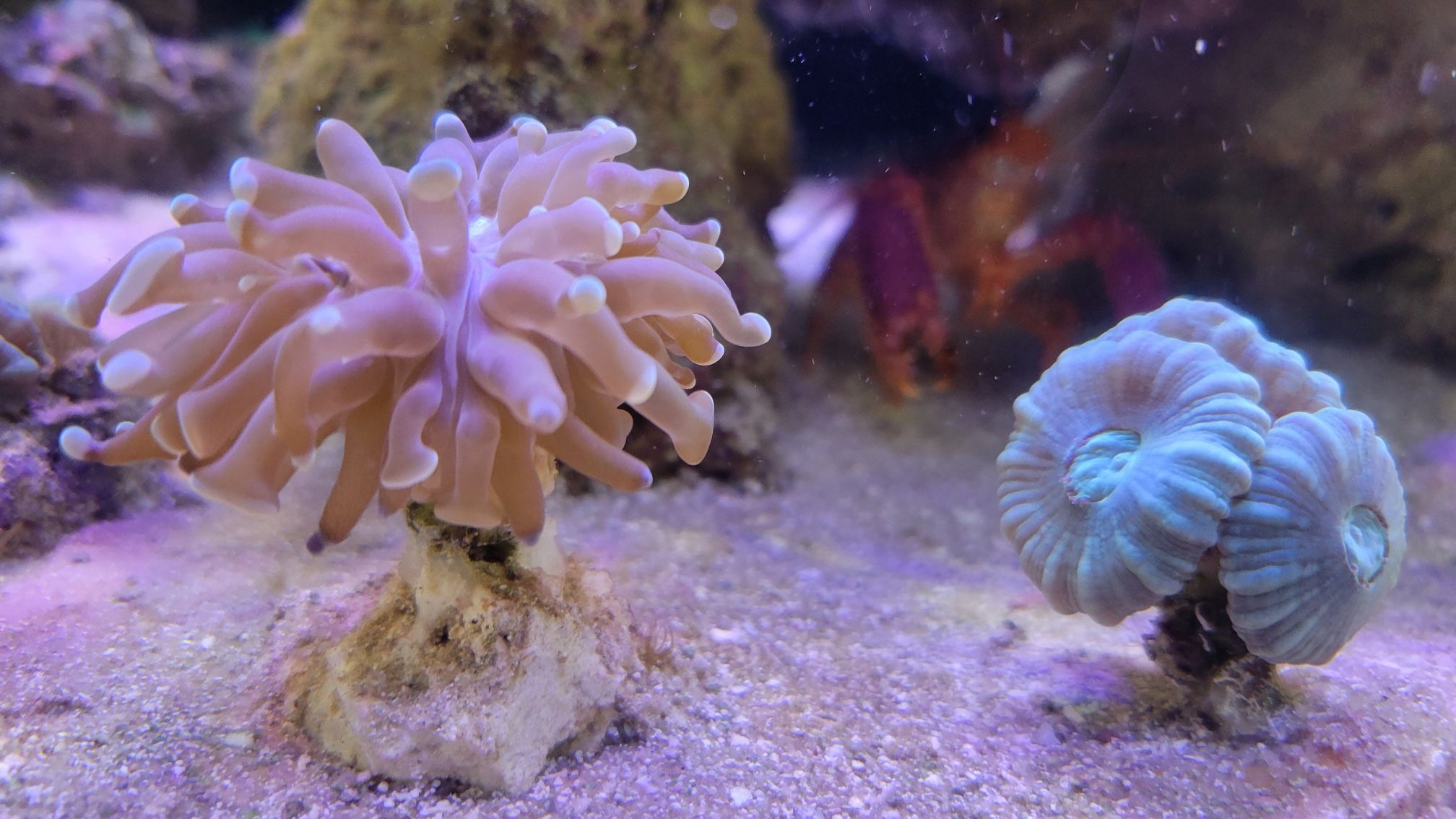 Saltwater Coral Frags