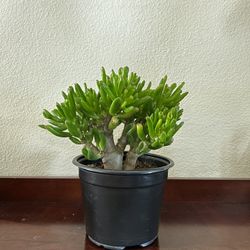 Jade Plant