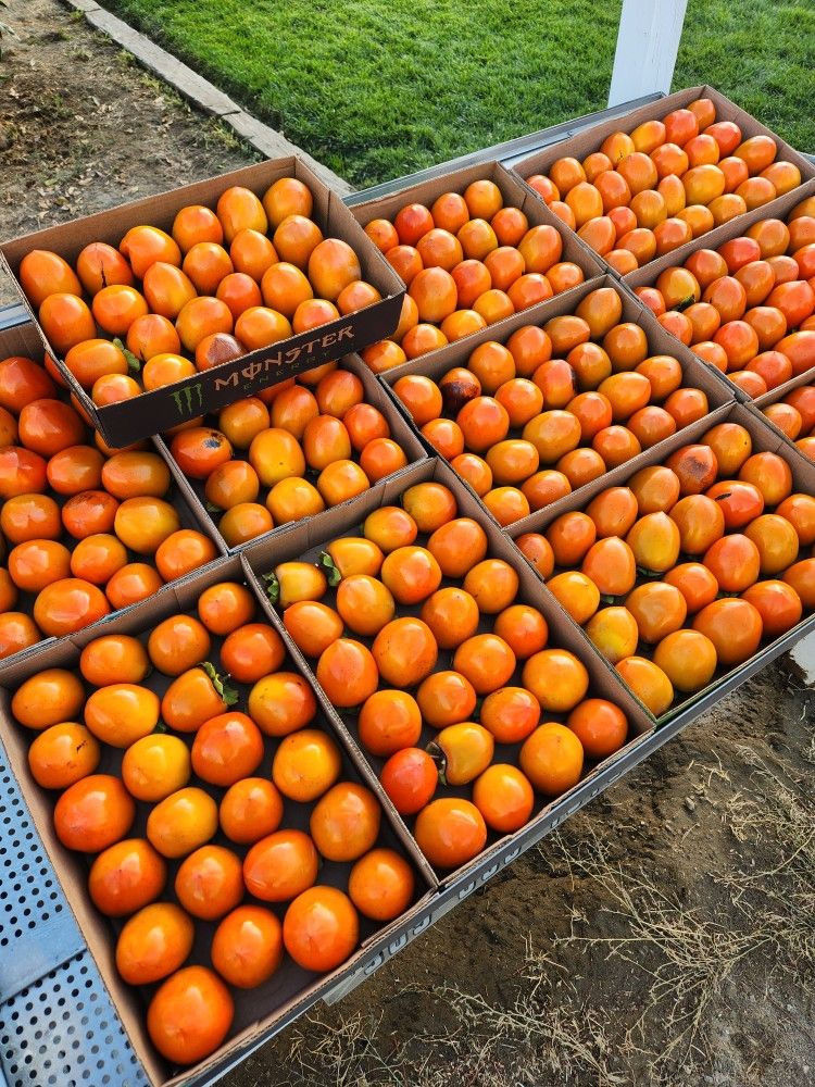 Hachiya Persimmons For Sale