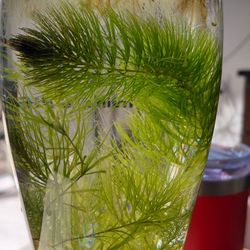 Aquarium Plant "Hornwort"